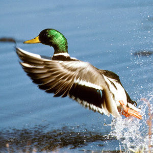 Meet your Posher, Kane